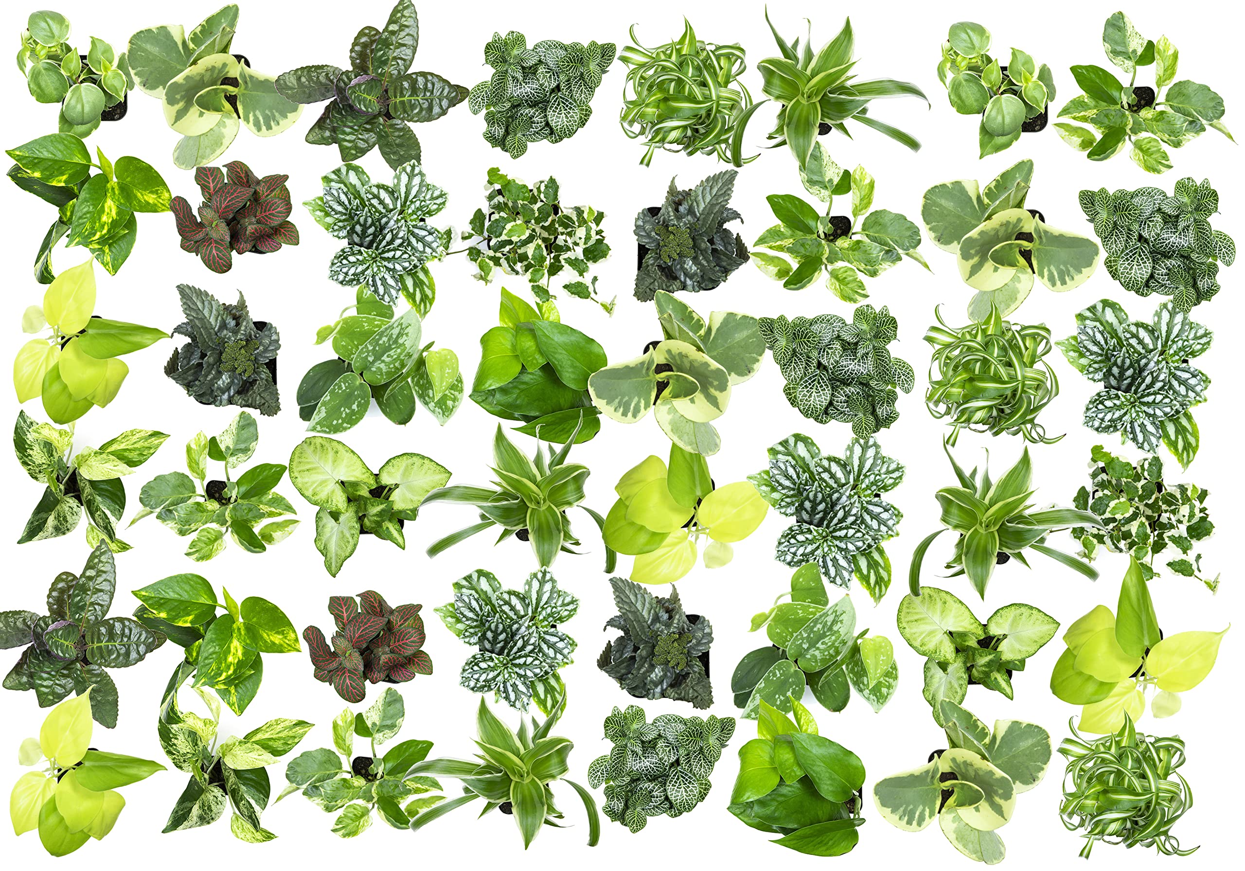 48 Pack Easy to Grow Live Houseplants in Planters - Indoor Plants Collection with Potting Soil Mix, Home Decor Planting Kit for Living Room, Office, or Outdoor Garden Gifts by Plants for Pets