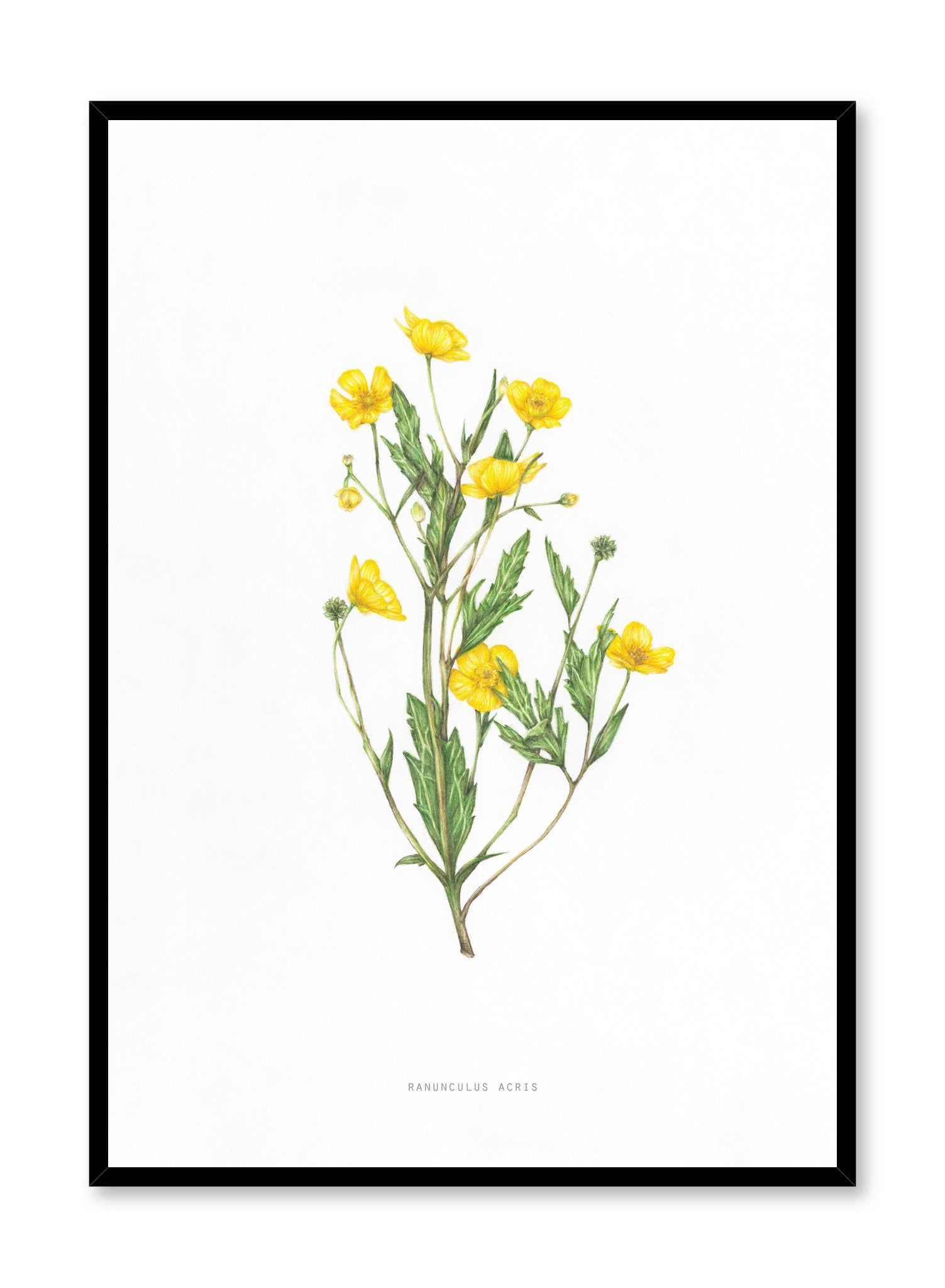 Ranunculus Acris Poster - Beautiful Buttercup Flower Wall Art Print - Perfect for Home Decor, Office, or Gift