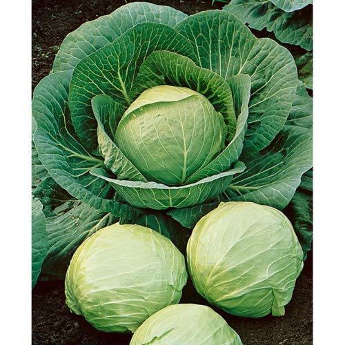 David's Garden Seeds Dutch Early Round Cabbage - 50 Non-GMO Heirloom Seeds for Planting | Perfect for Home Gardens, Urban Farming & Sustainable Agriculture