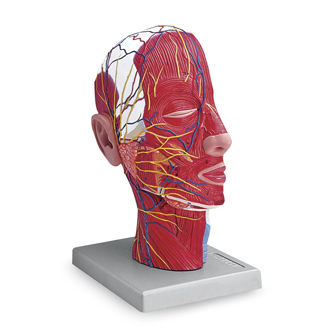Half Head Anatomy Model with Muscles, Blood Vessels & Nerves - Medical Student Study Tool, Classroom Demonstration, or Doctor's Office Display