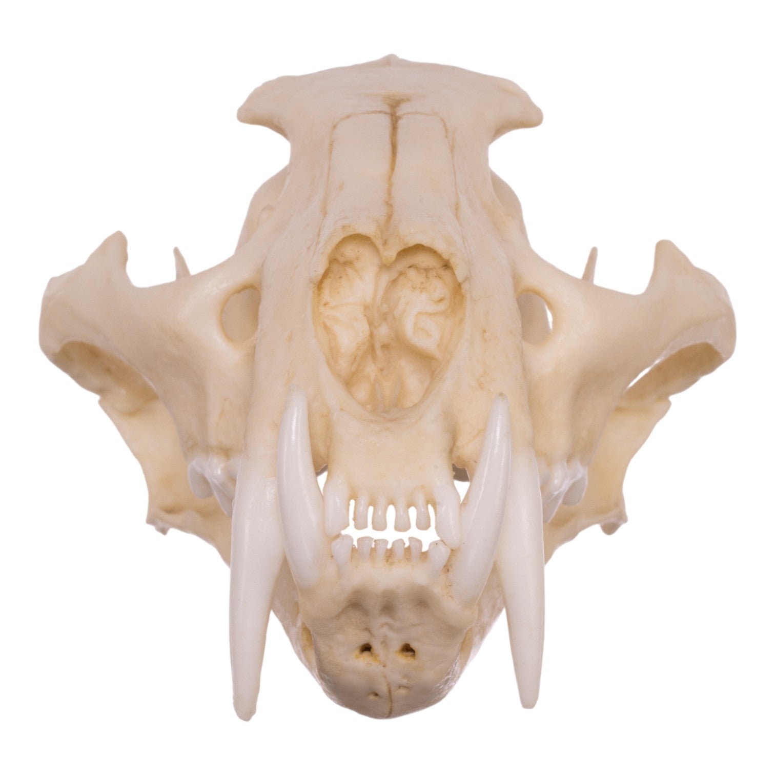 Replica Clouded Leopard Skull - Lifelike Animal Skull Decor for Home, Office & Halloween - Perfect for Gothic Decor, Taxidermy Displays & Horror Props