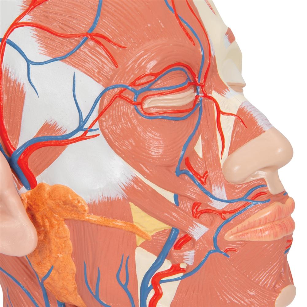 Human Head Musculature Anatomy Model with Blood Vessels - Perfect for Medical Students, Anatomy Study & Classroom Demonstrations