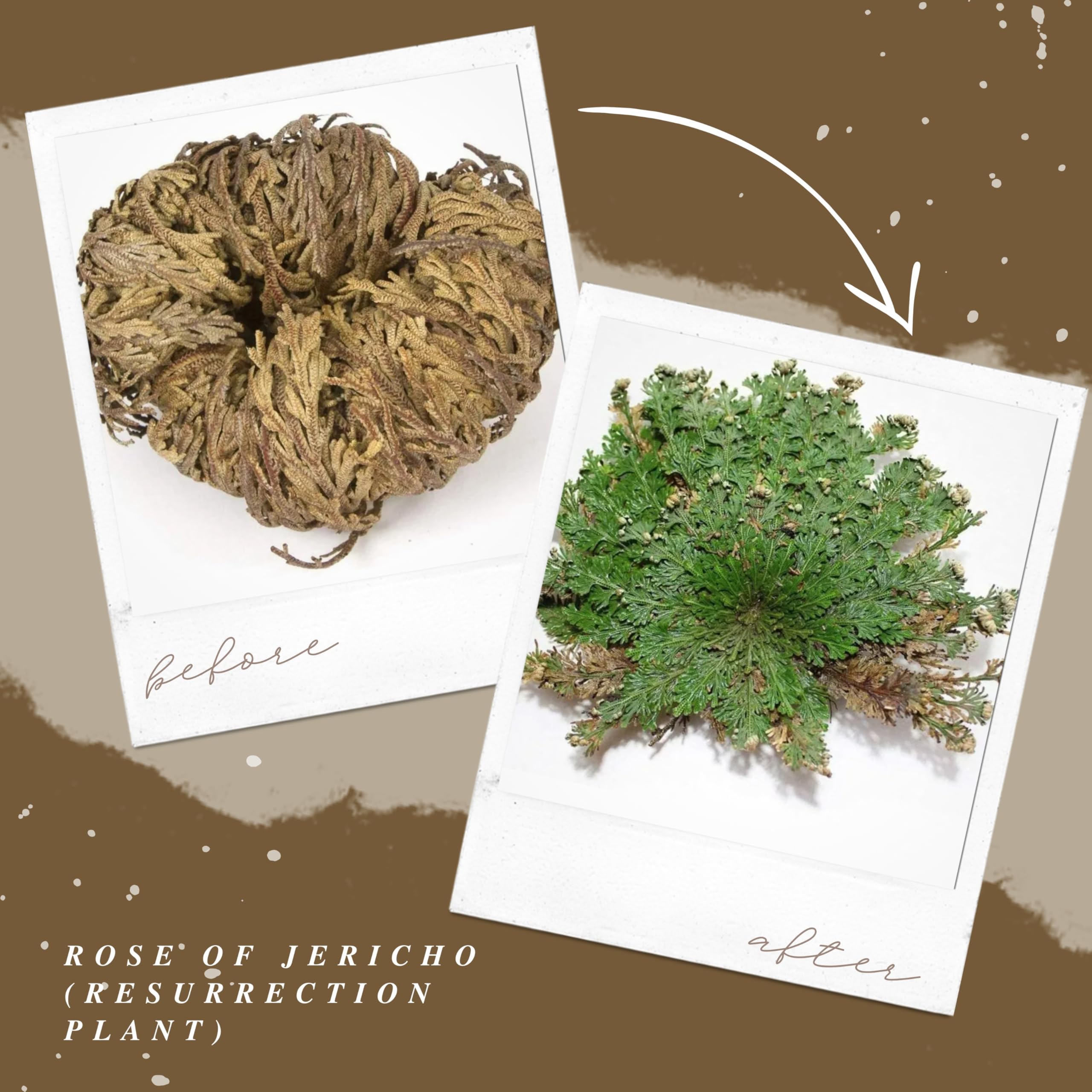 Rose of Jericho - Resurrection Plant (Selaginella Lepidophylla) - Pack of 1 Dried Miracle Flower - Perfect for Home Decor, Spiritual Rituals & Unique Gifts