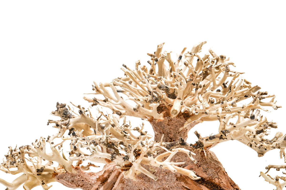 Premium Uns Bonsai 014 - Miniature Bonsai Tree for Home & Office Decor, Zen Garden, Gift Idea