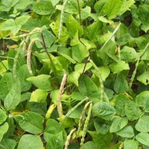 Organic Big Boy Cowpea Seeds - High Yield, Fresh Eating, Freezing & Canning - 100 Non-GMO Heirloom Seeds for Home Garden & Farm Planting - Perfect for Soups, Stews & Southern Recipes