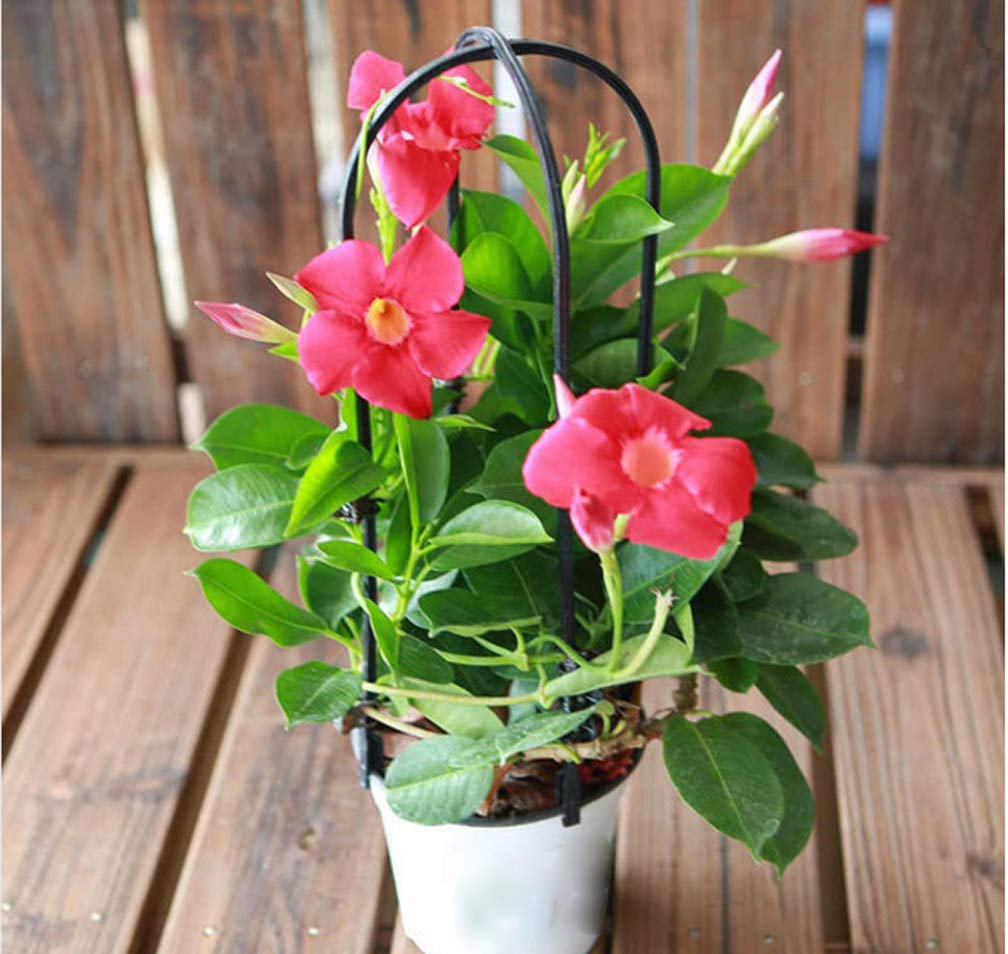 100pcs Hibiscus Seeds - Climbing Perennial Flowering Plant Seeds for Indoor & Outdoor Garden - Beautiful Ornamental Plants for Home Decor, Landscaping, and Balcony Gardening