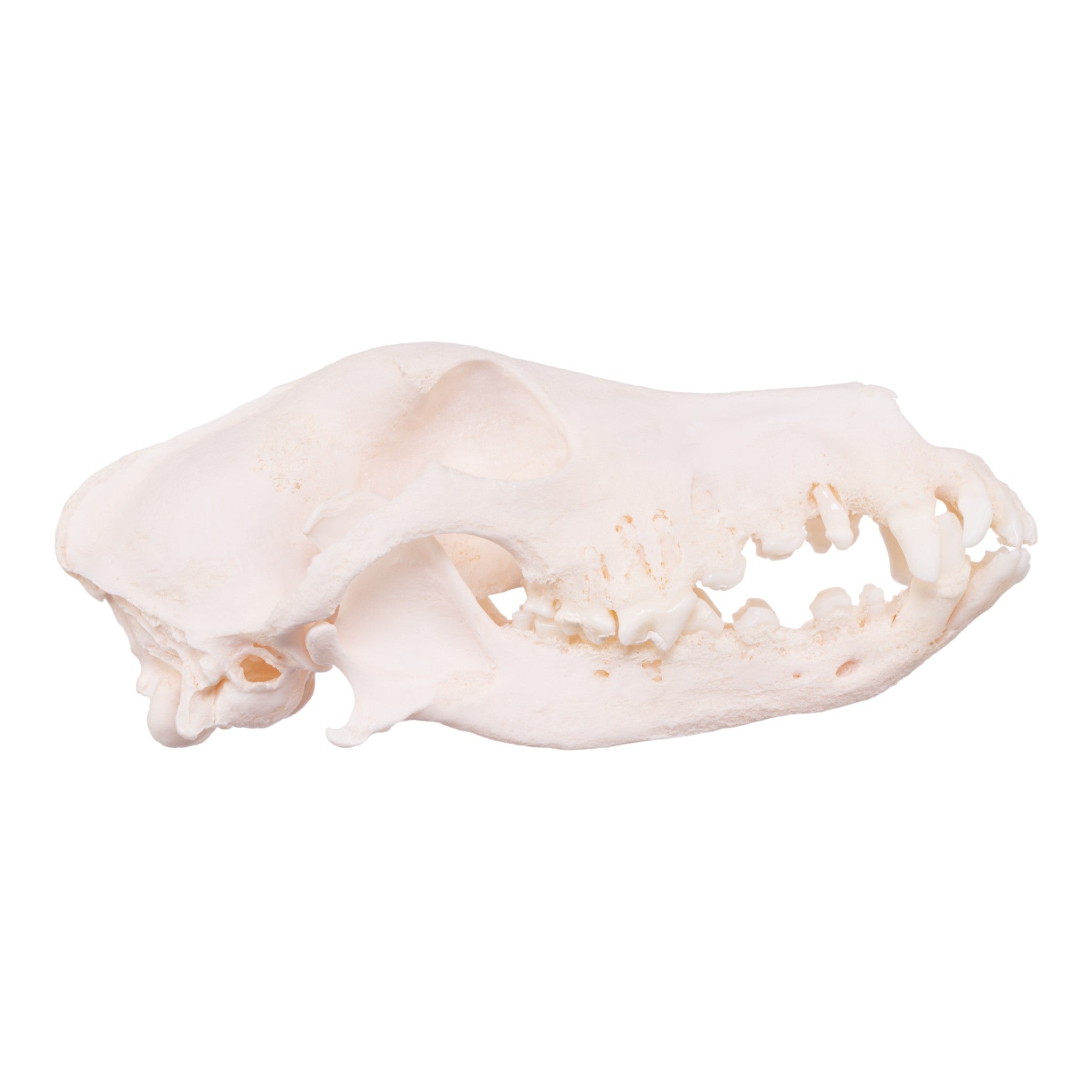 Authentic Shetland Sheepdog Skull - Real Domestic Dog Skull with Periodontal Details | Veterinary Study, Animal Anatomy Display, Halloween Decor