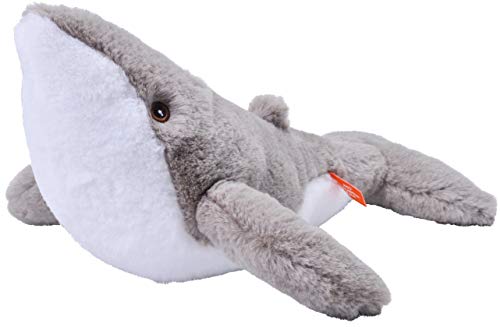 Humpback Whale