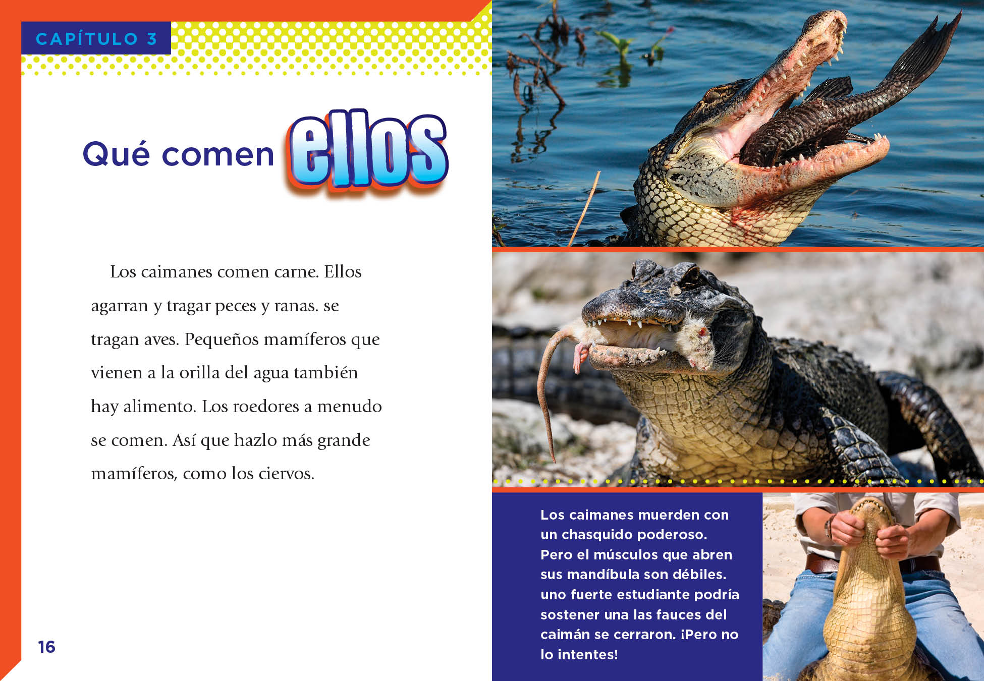 Los Caimanes Book 9781623109578 - Alligators & Crocodiles Wildlife Guide for Nature Enthusiasts - Perfect for Outdoor Adventures & Educational Reading