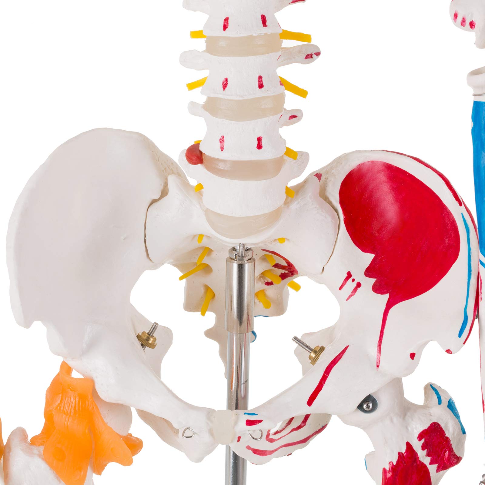 Life Size Human Skeleton Model with Spinal Nerves & Muscle Attachments - Anatomical Study Skeleton with Joint Ligatures & Rolling Stand - Perfect for Medical Students, Anatomy Classrooms & Science Education