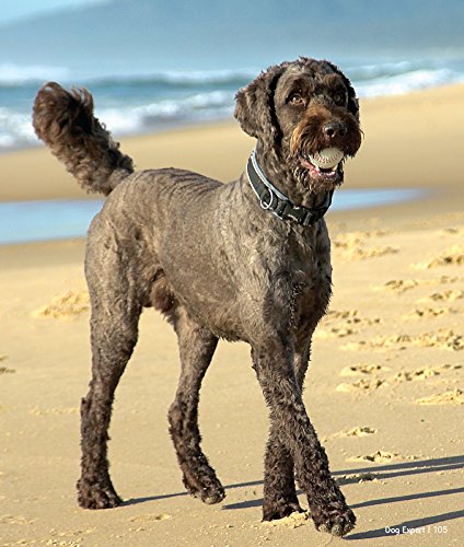 Professional Labradoodle Dog Training Guide - Expert Tips for Raising a Happy & Healthy Labradoodle Puppy | Perfect for First-Time Owners & Family Pets