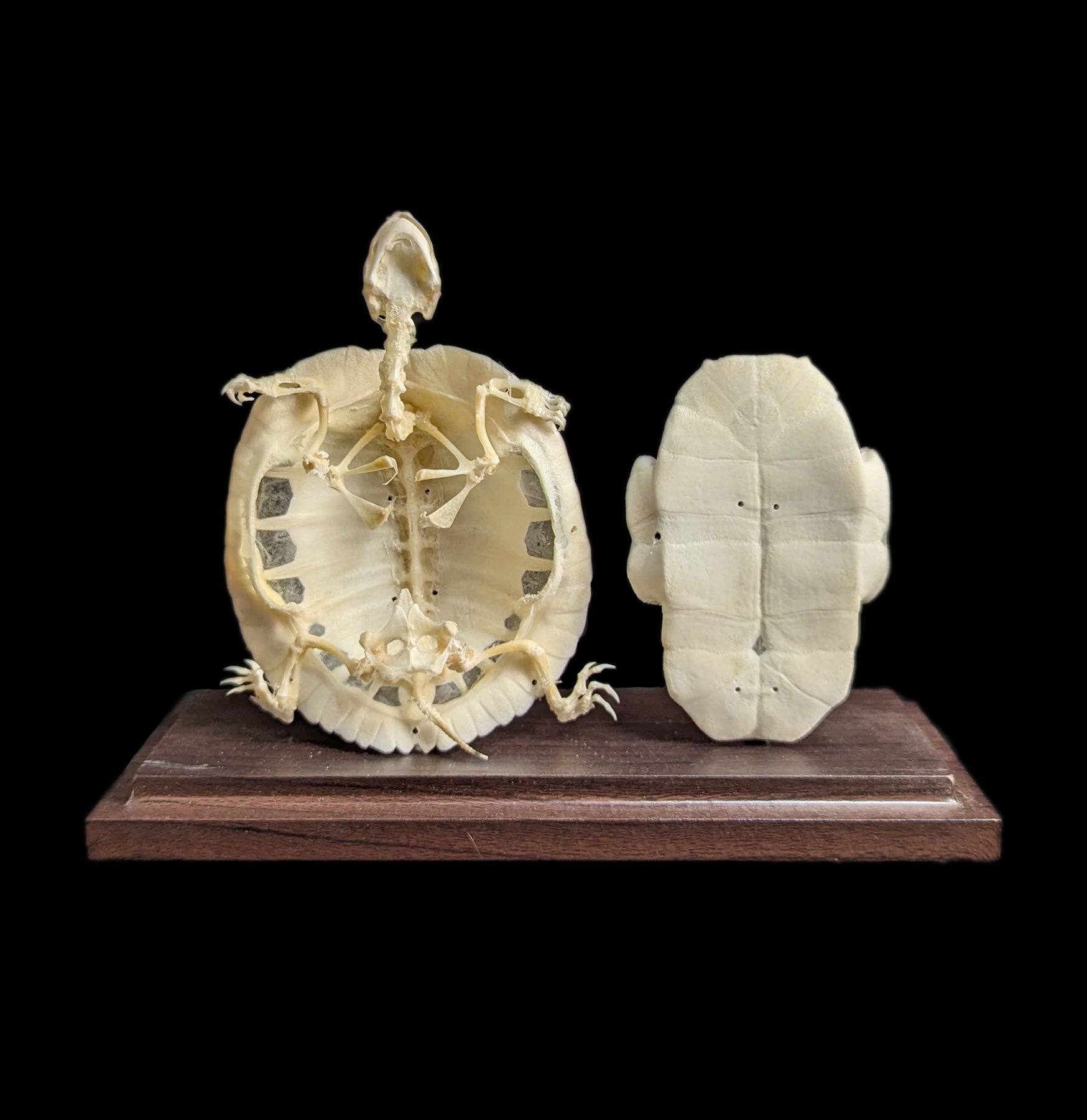 Articulated Turtle Skeleton Model - Realistic Animal Anatomy Display for Science Education & Home Decor - Perfect for Classrooms, Biology Labs & Gothic Decor