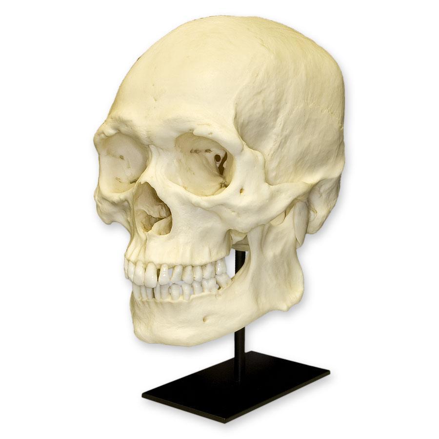 Authentic Replica Human Skull Model - Durable Asian Male Skull for Medical Study, Halloween Decor & Anatomy Education