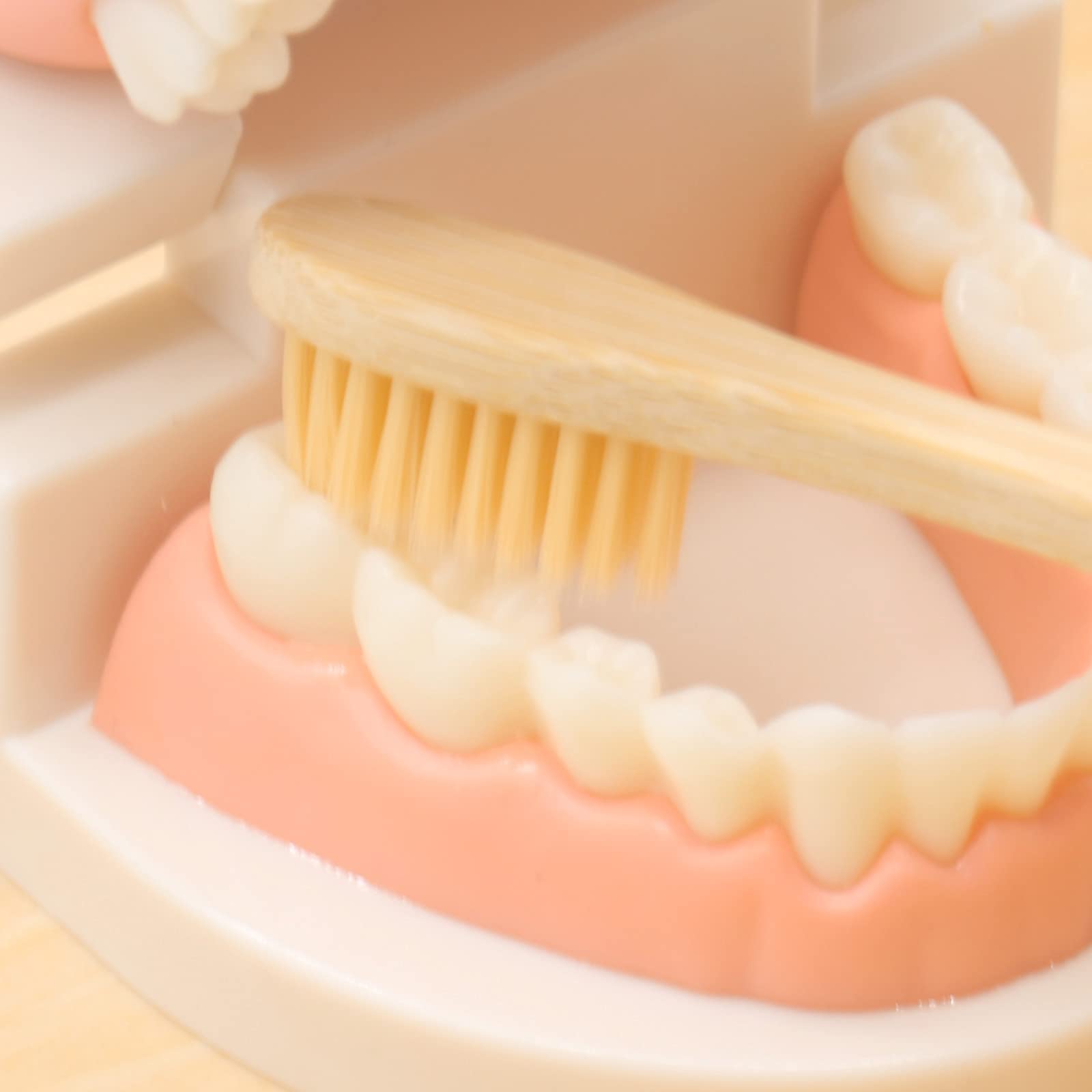 Montessori Practical Life Brushing Teeth Model & Cards - Wooden Dental Hygiene Learning Toy for Toddlers & Preschoolers - Homeschool & Classroom Educational Activity for Kids - Perfect for Teaching Oral Care Habits