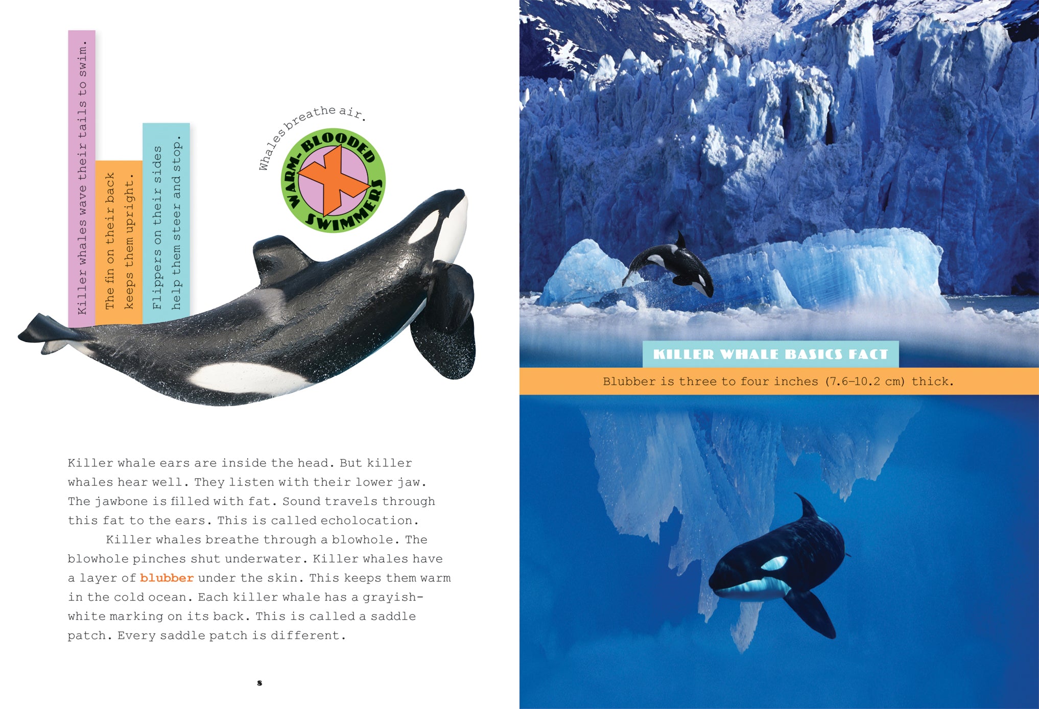 Killer Whales Book: 978-1-60818-818-5 - Marine Wildlife Guide for Ocean Lovers & Students