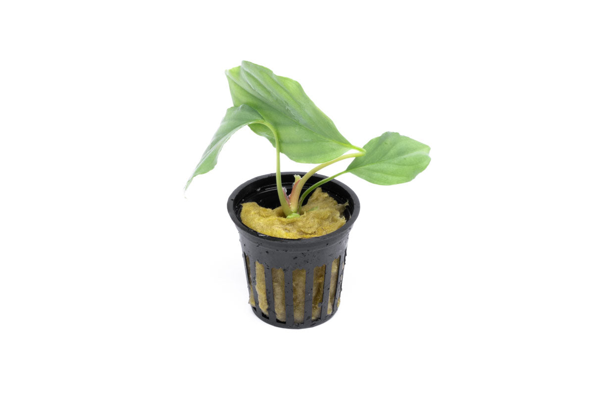 Homalomena Silver Plant - Tropical Indoor Houseplant for Home & Office Decor - Perfect for Living Room, Bedroom, and Workspace Greenery