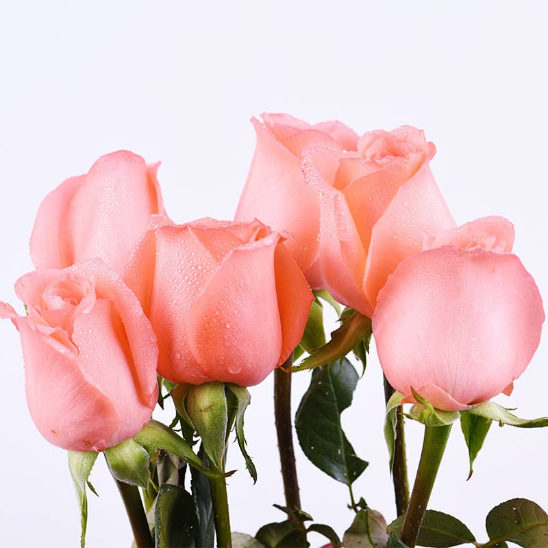 2pcs Movie Star Orange Salmon Rose Seedlings - Easy to Grow Living Rose Plants for Home Garden, Yard & Indoor Decoration (No Pots Included) | Perfect for Wedding Centerpieces, Gift Giving & Landscaping