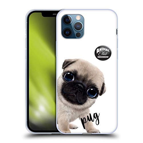Pug