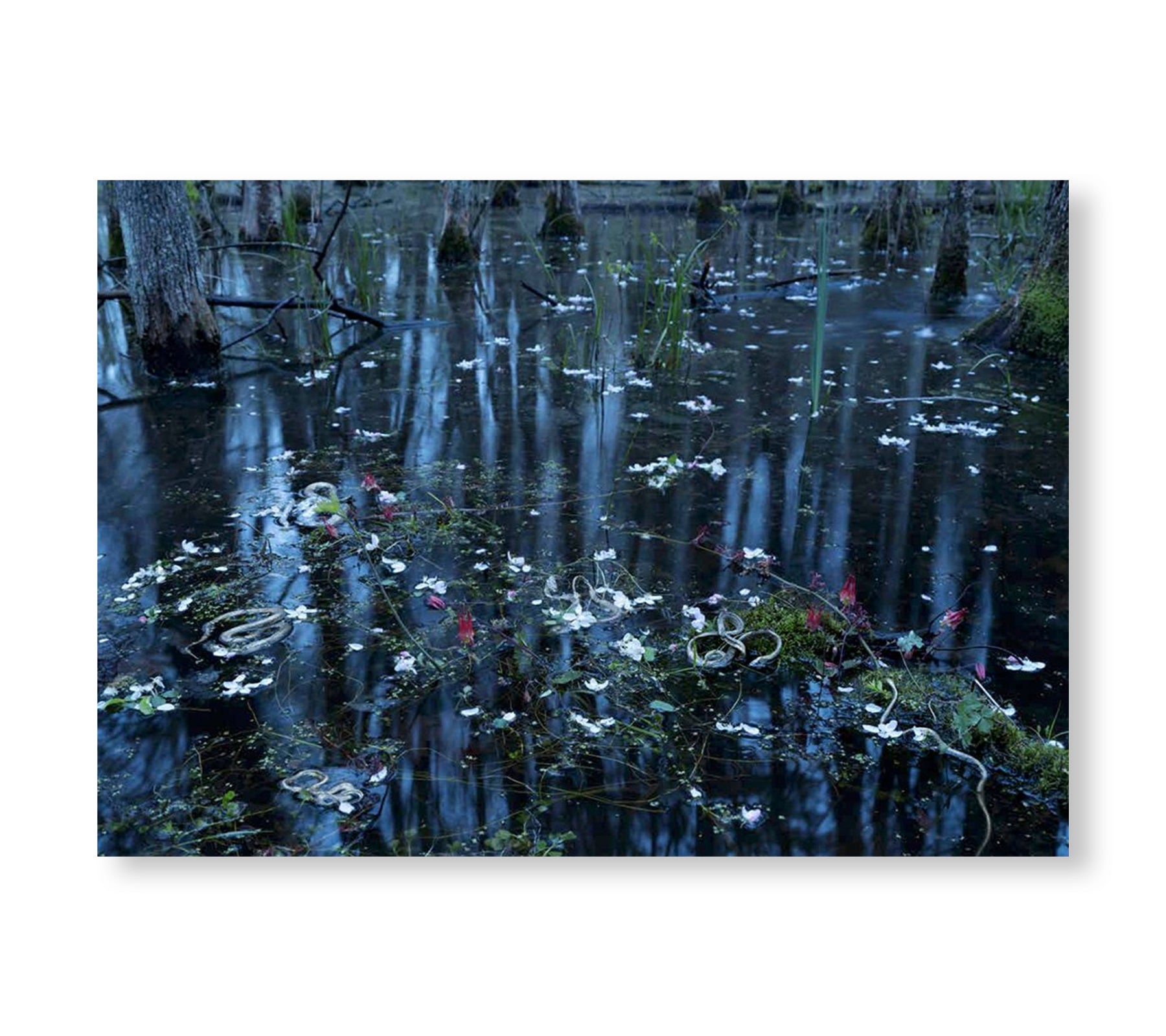 ONE PICTURE BOOK TWO #37: PORTENT by Tanya Marcuse - Art Photography Book for Collectors & Enthusiasts - Perfect for Home Decor & Gift Giving