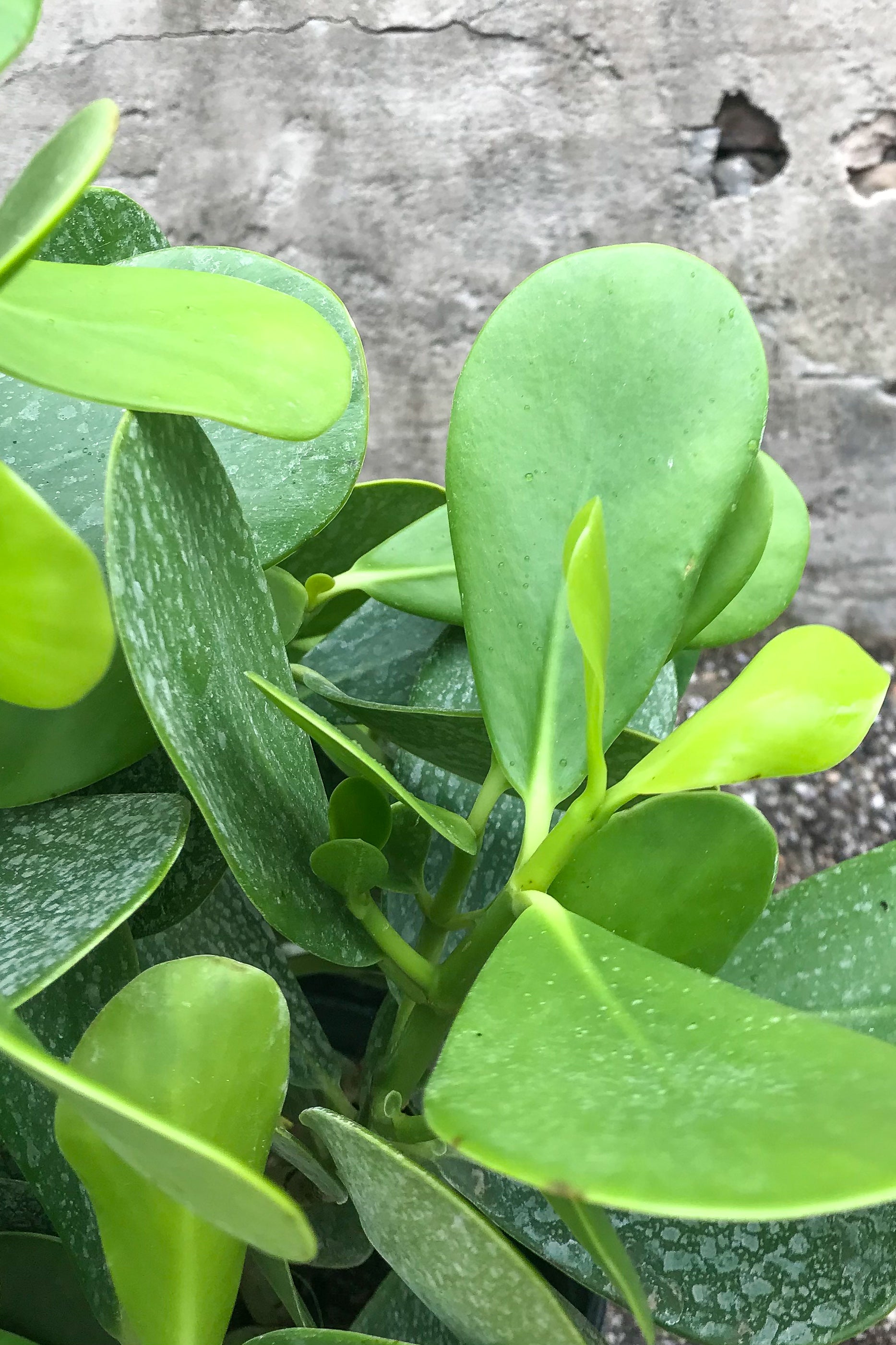 Clusia Rosea - 10