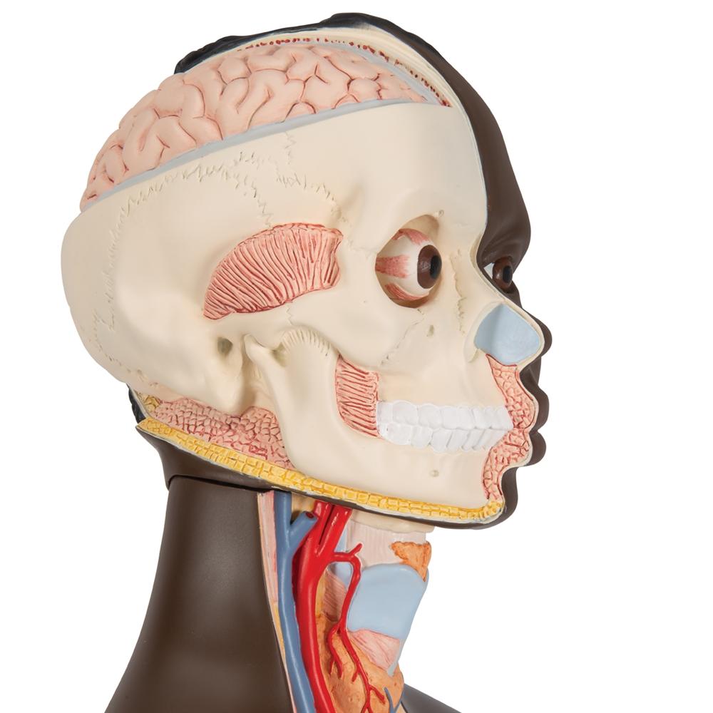 Premium Dual-Gender African Torso Anatomy Model - 24-Part Detachable Human Body Structure for Medical Students & Educators | Perfect for Classroom Demonstrations & Anatomy Studies