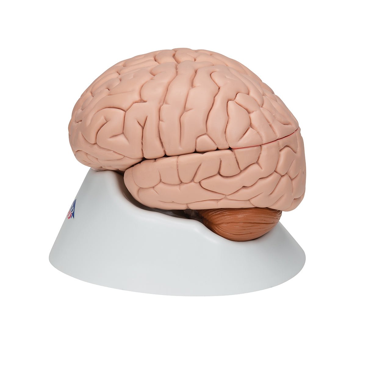 8-Part Human Brain Anatomy Model - Detailed Educational Tool for Medical Students & Science Classrooms | Perfect for Study, Teaching & Neuroscience Research