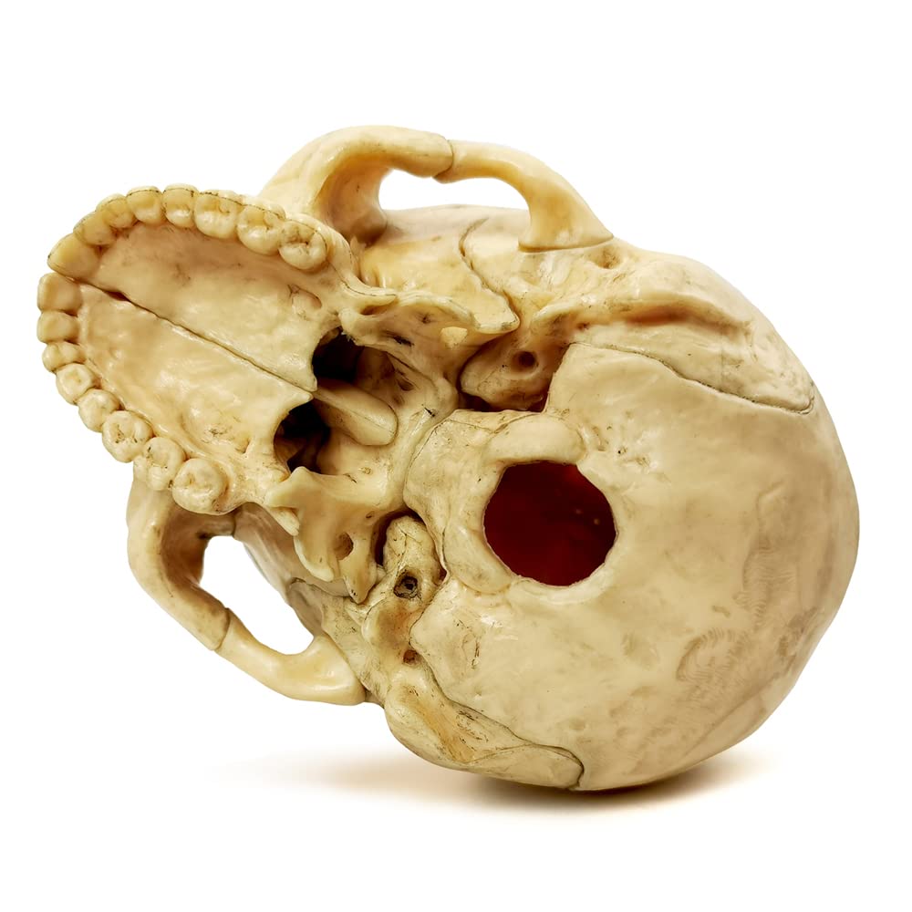 Anatomy Exploded Skull Model - Human Medical Skull for Dental Clinic Teaching & Medical Education | Perfect for Classroom Demonstrations & Professional Training