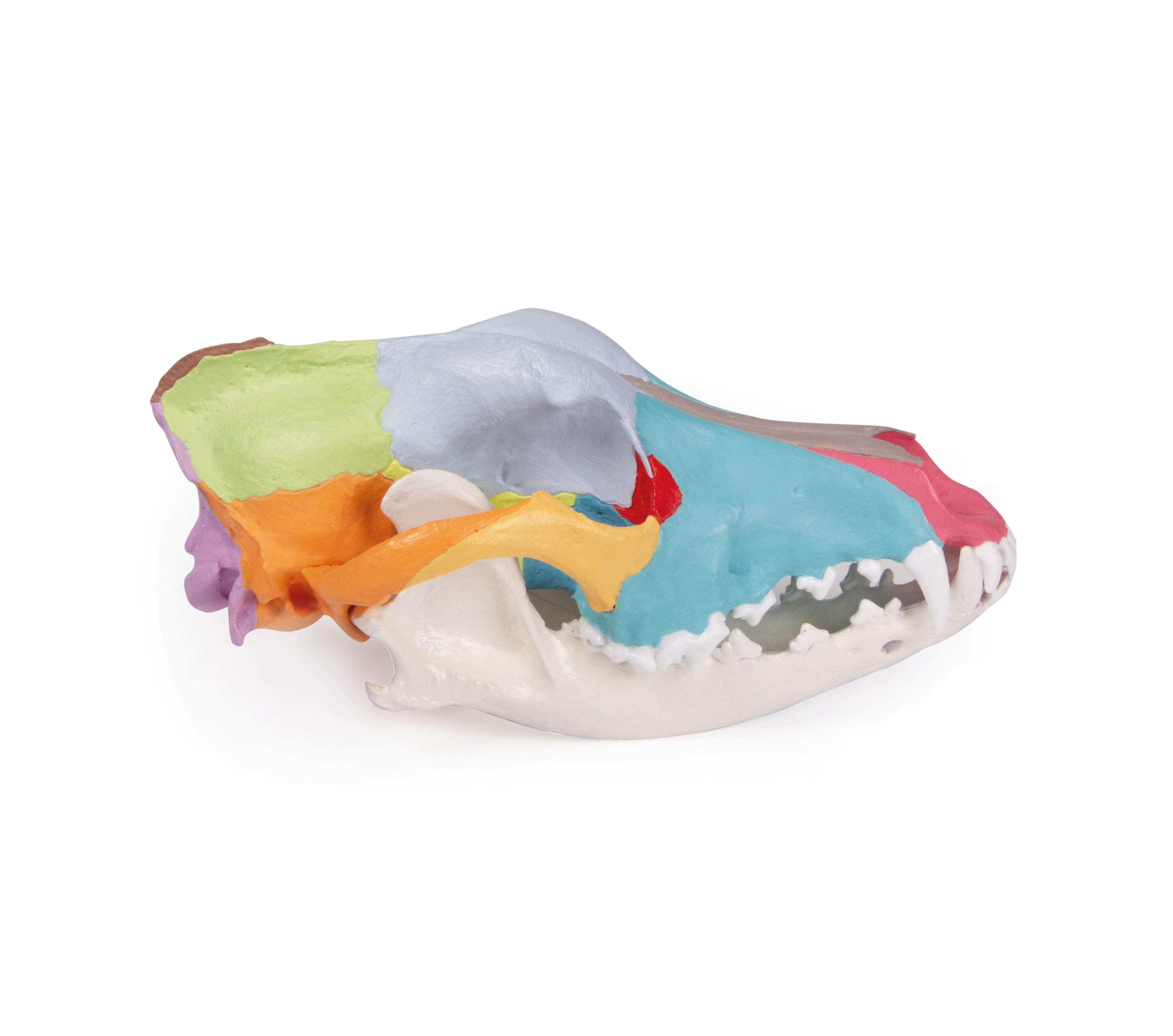 Authentic Replica Dog Skull with Detailed Didactic Painting - Perfect for Veterinary Education, Halloween Decor, and Gothic Home Décor