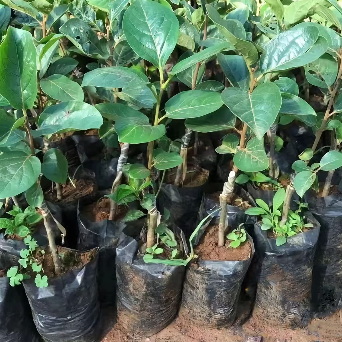 Belit 100 Pcs Plant Nursery Bags - 3.5