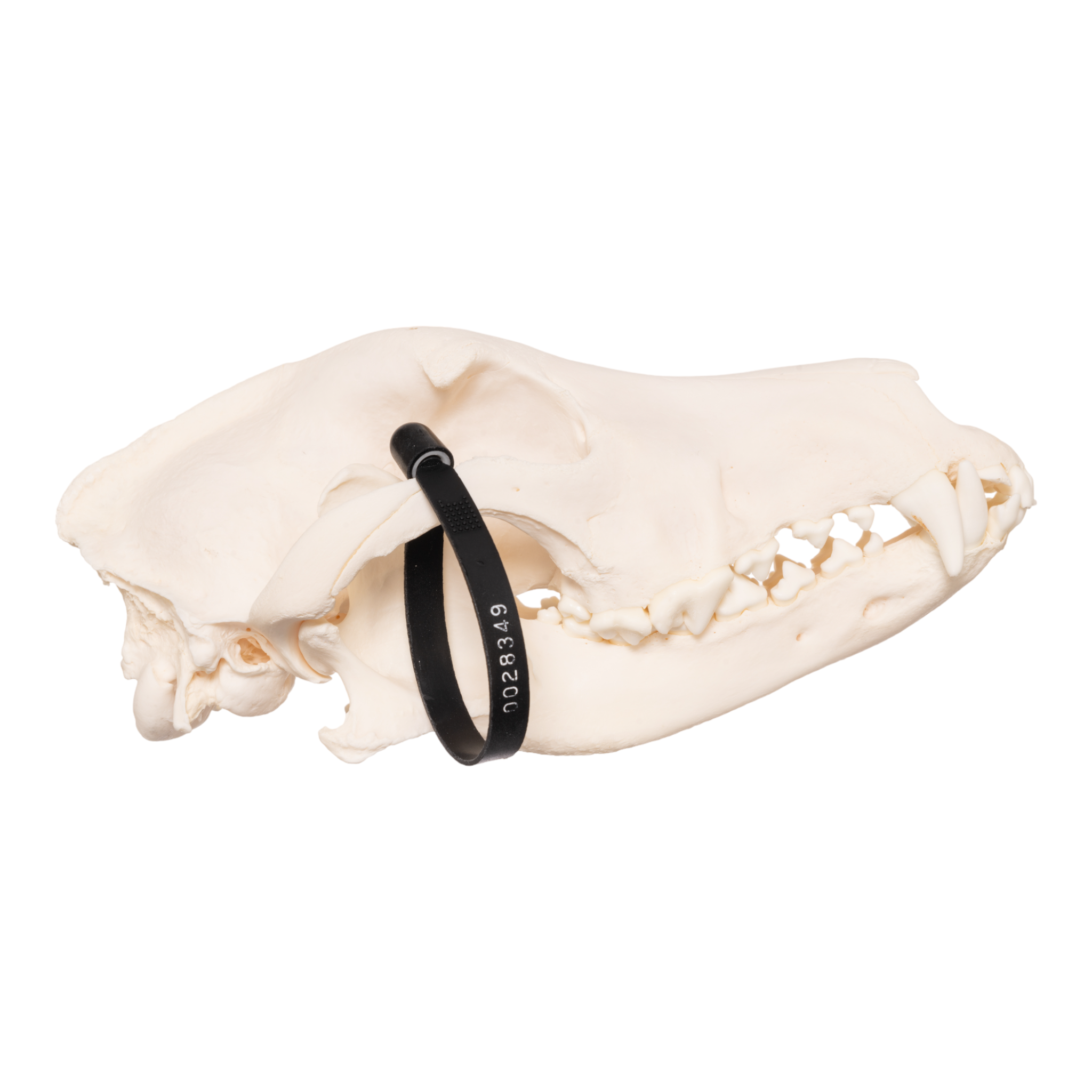 Authentic German Shepherd Dog Skull Replica - Realistic Canine Anatomy Model for Veterinary Study, Halloween Decor, and Taxidermy Display