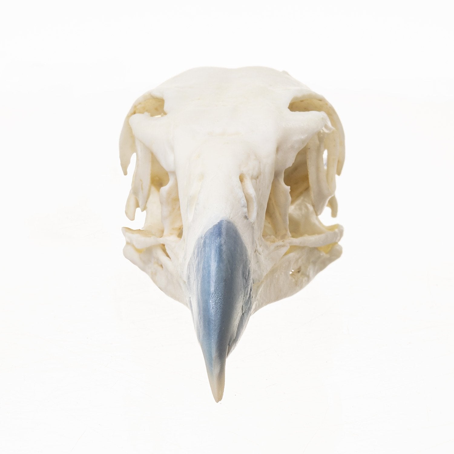 Authentic Replica Northern Crested Caracara Skull - Lifelike Bird Skull Model for Home Decor, Science Education & Taxidermy Display
