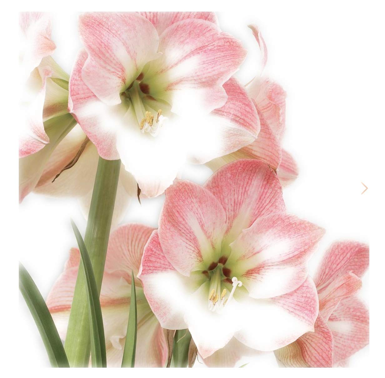 TRUE VALUE Amaryllis Apple Blossom Bulb Kit - Premium Flowering Bulbs for Indoor/Outdoor Gardening, Perfect for Home Decor, Gifts & Holiday Planting