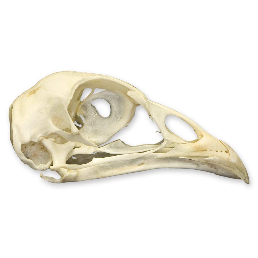 Real Pheasant Skull - Genuine Taxidermy Specimen for Home Decor, Gothic Collection & Unique Gifts | Perfect for Dark Aesthetic Rooms, Halloween Decor & Oddity Displays