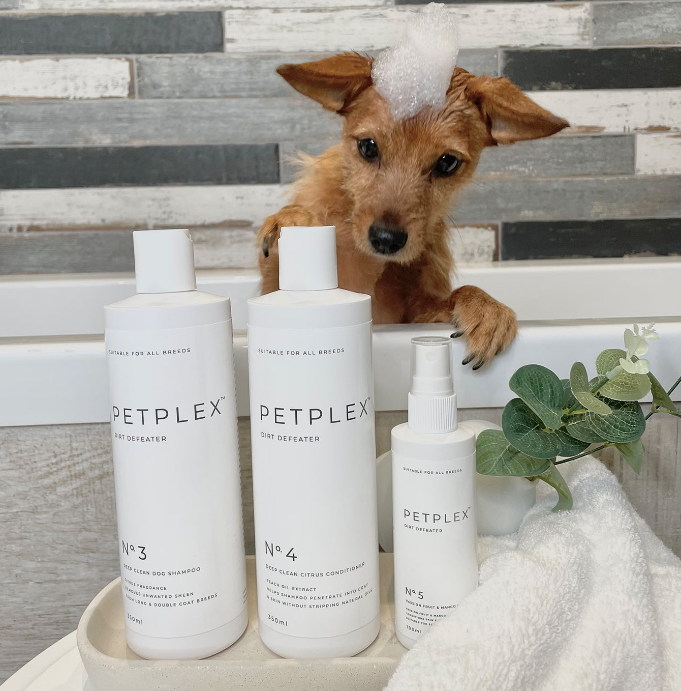 PetPlex Dirt Defeater Collection - Premium Pet Stain & Odor Remover for Dogs & Cats | Eliminates Tough Stains & Odors on Carpets, Upholstery & Floors | Perfect for Pet Owners & Household Cleaning