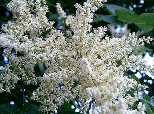 Rhus Chinensis Tree Seeds - Chinese Sumac, Nutgall, White Flowers & Red Berries (30 Seeds) for Landscaping, Erosion Control & Medicinal Gardens