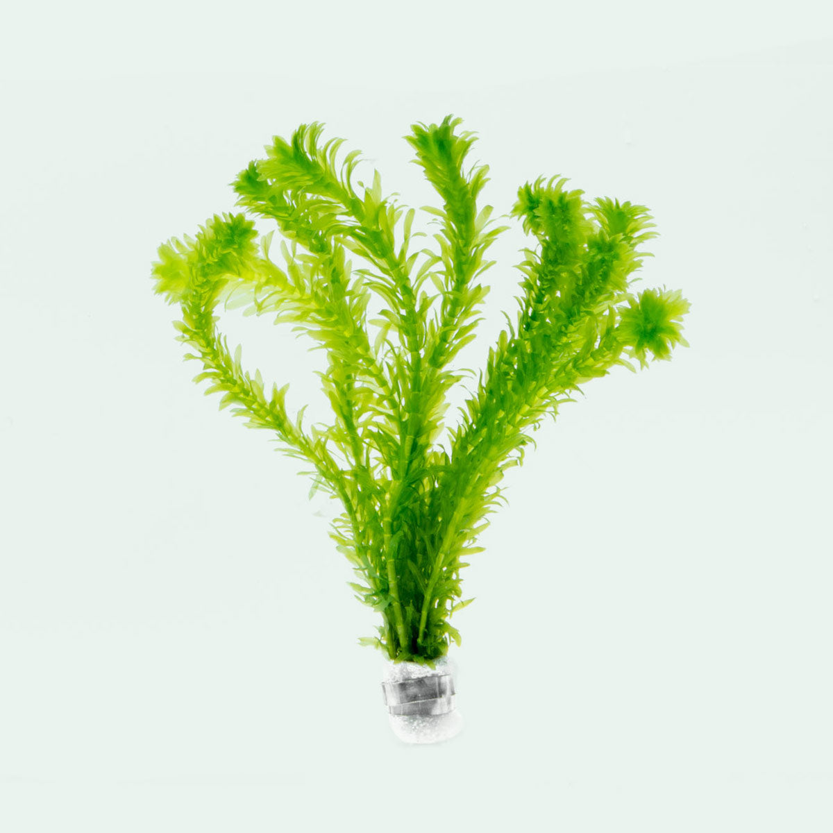 Egeria Densa Live Aquarium Plants - Oxygenating Aquatic Plants for Fish Tanks, Ponds & Aquascaping (Bunch of 10 Stems) | Perfect for Freshwater Aquariums, Water Gardens & Natural Filtration