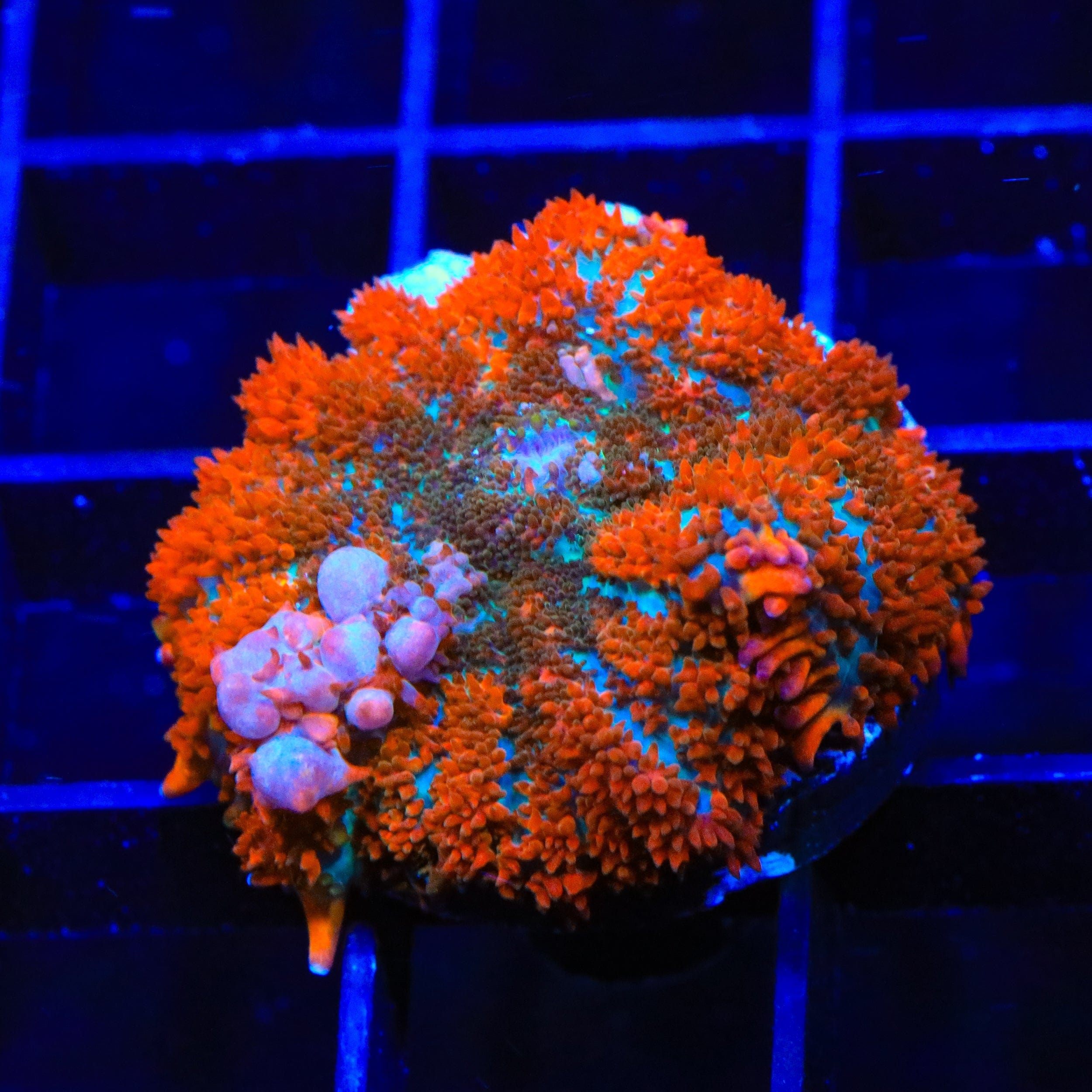 Fire Bounce Mushroom Coral for Saltwater Aquariums - Vibrant Coral for Reef Tanks & Marine Aquascaping