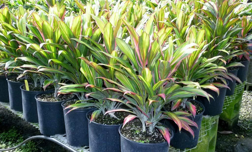 Cordyceps Kiwi Ti Plant - Live Tropical Houseplant in 10 Inch Growers Pot - Cordyline Fruticosa 'Kiwi' - Air Purifying Indoor Outdoor Plant for Home, Office, Garden & Patio Decor