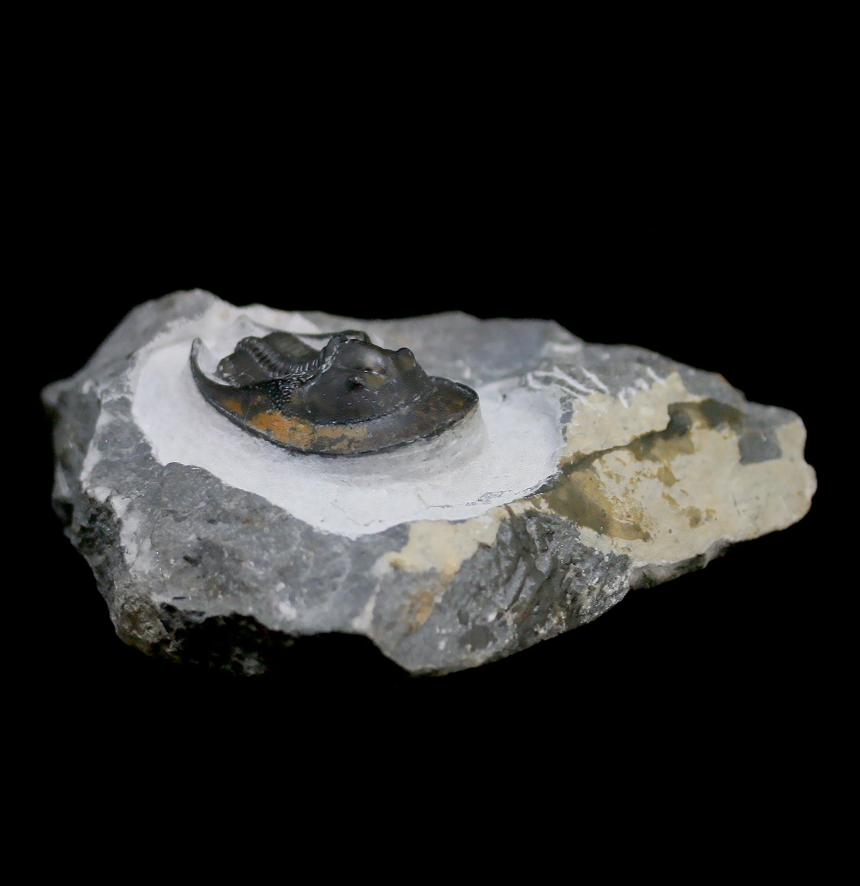 Authentic Harpes Perriradiatus Trilobite Fossil in Matrix - Rare Collectible Specimen for Paleontology Enthusiasts & Home Decor Display