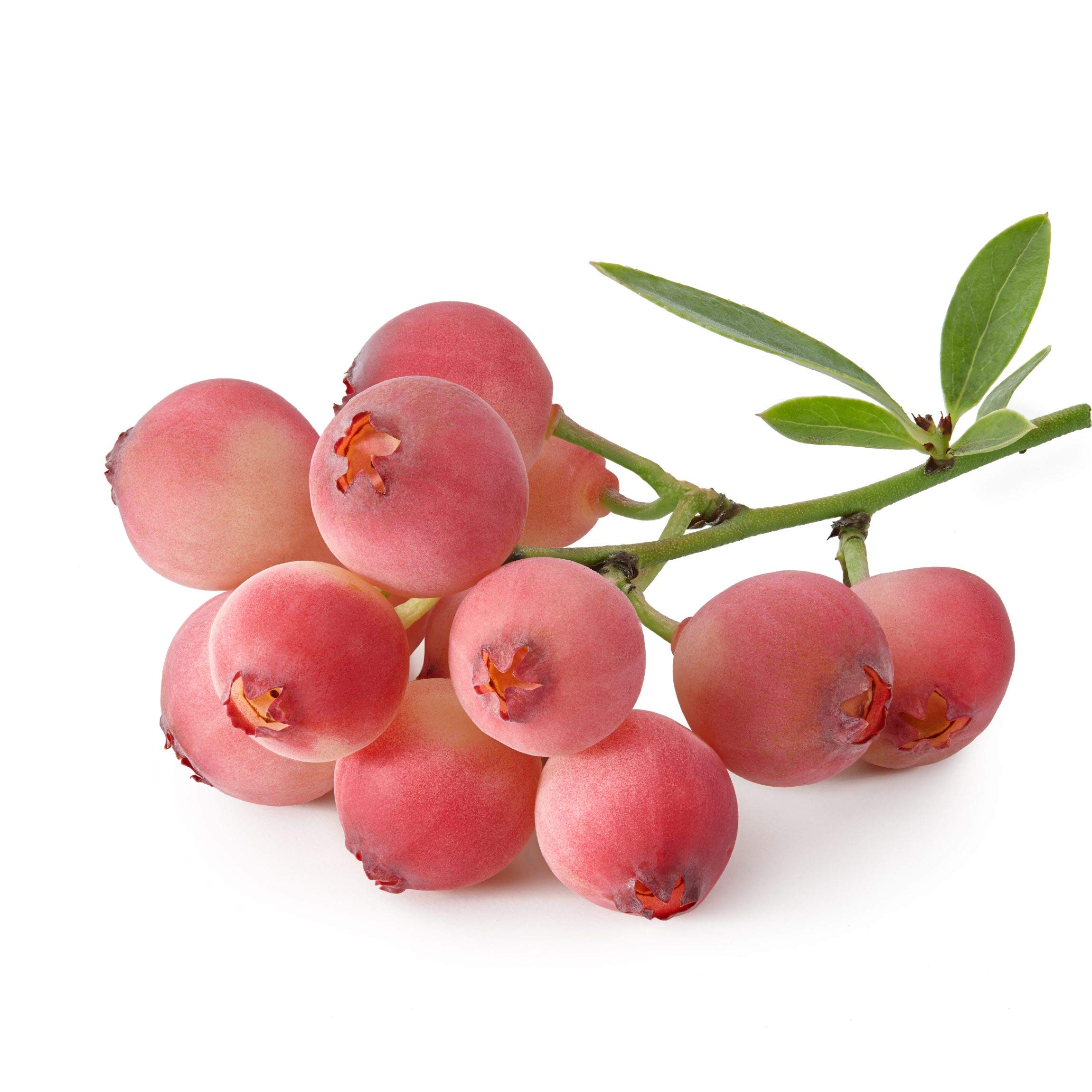 Blueberry 'Pink Lemonade' Live Fruit Plants (2 Pack) - Rooted in Grower's Pots, Easy to Grow, Pink Berries Summer to Fall | Perfect for Home Gardens, Patio Containers & Edible Landscaping