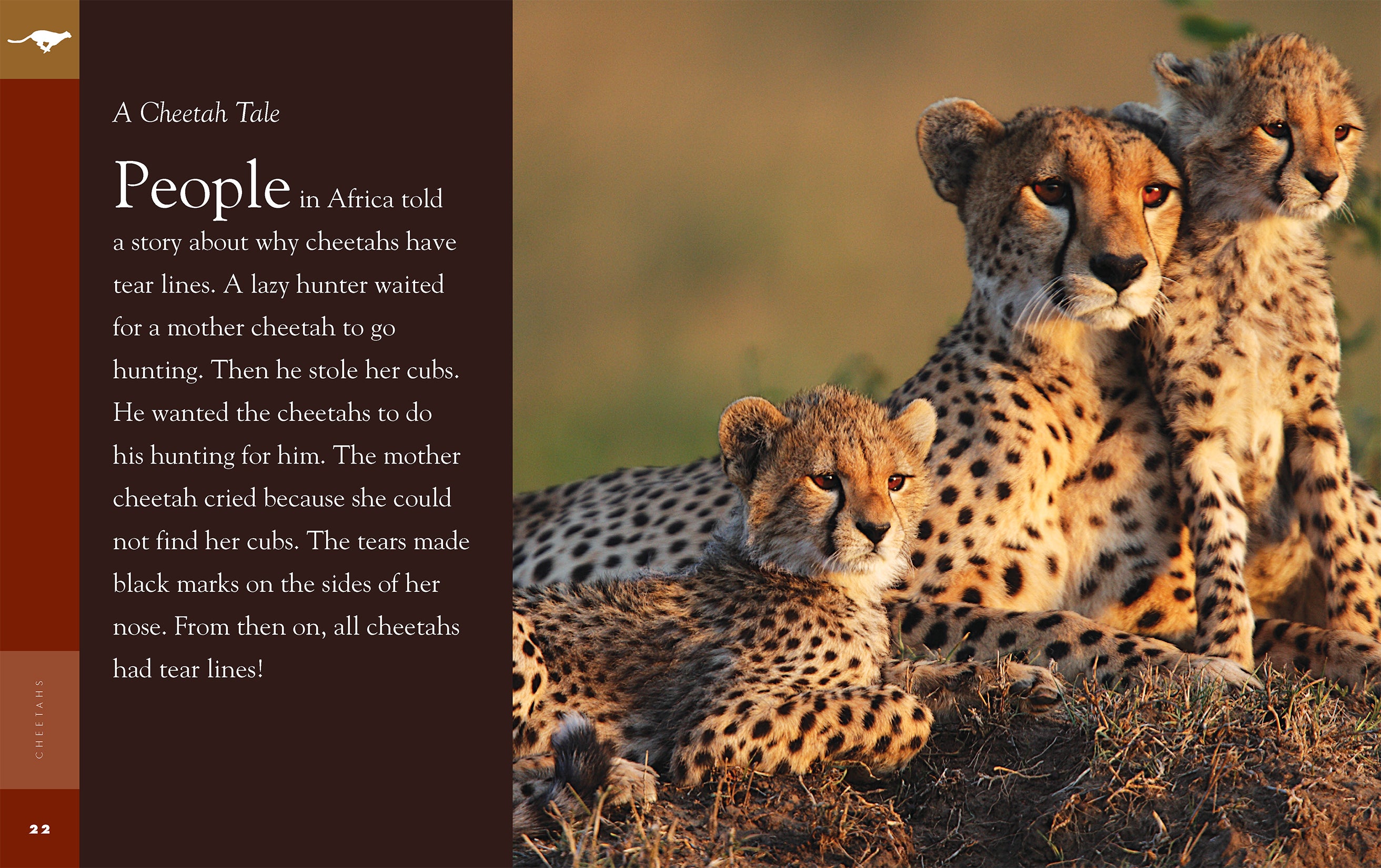 Cheetahs Book 9781640263789 - Wildlife Education & Animal Facts for Kids, Perfect for School Projects & Nature Lovers