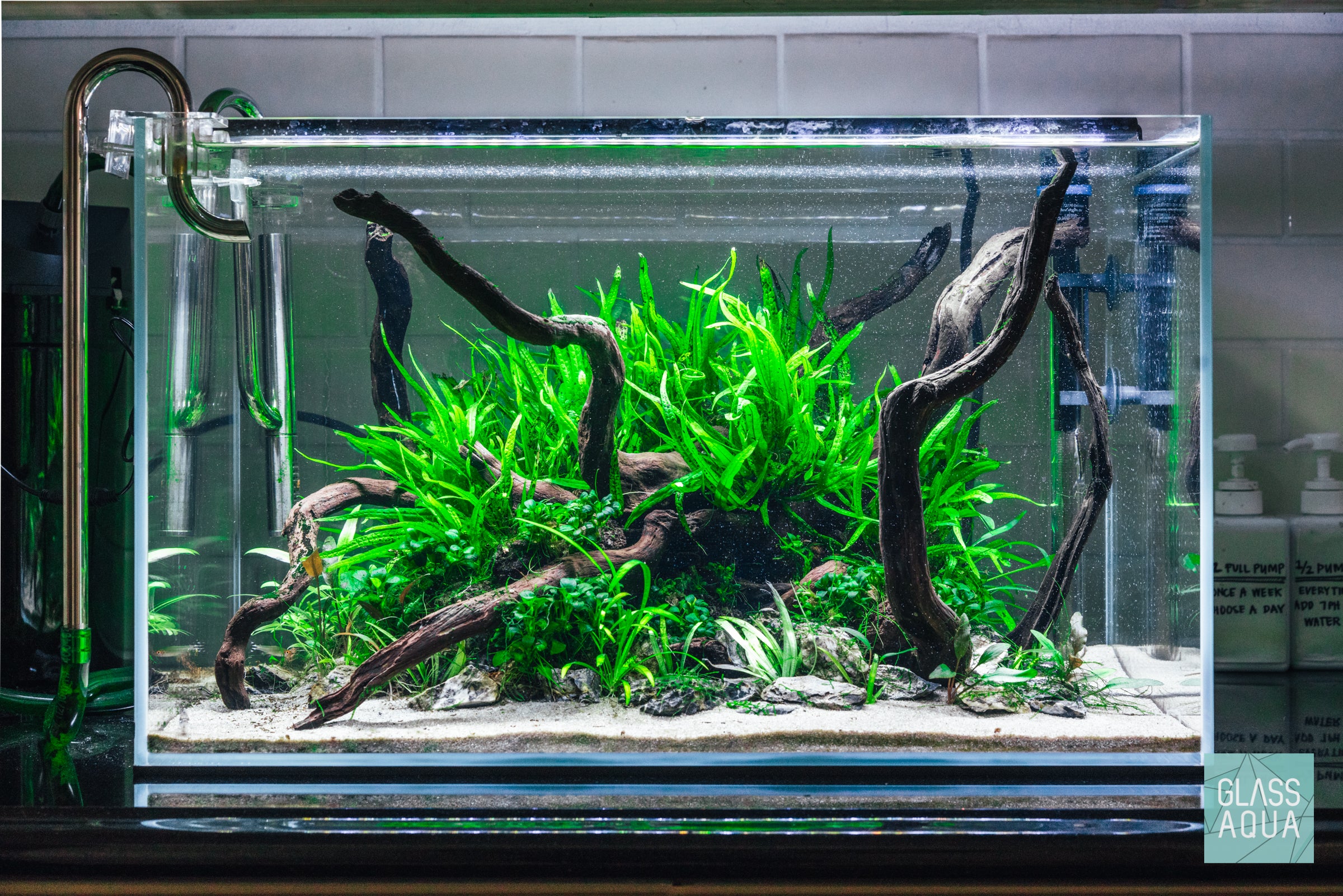 Microsorum Pteropus (Java Fern) - Live Aquatic Plant for Freshwater Aquariums, Fish Tanks & Terrariums - Easy Low Light Aquarium Plants for Beginners