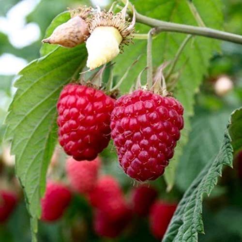 Pixies Gardens Heritage Raspberry Live Fruit Plant - Award-Winning Large Red Berries, Sweet & Firm (1 Gallon, Set of 2 Potted Plants) – Perfect for Home Gardens, Fresh Eating & Jams