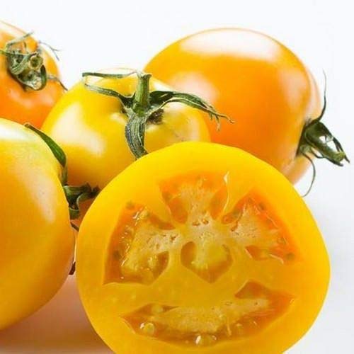 Golden Jubilee Tomato Seeds - 200+ Heirloom, Non-GMO Seeds (Solanum lycopersicum 'Jubilee') by Isla's Garden Seeds - Perfect for Home Gardening, Canning & Fresh Salads
