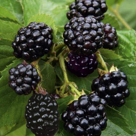 Natchez Thornless Blackberry Bush Live Plant - 6 Starter Plants for Home Garden, Fresh Berries & Easy Planting | Perfect for Backyard Orchards, Berry Patches & DIY Landscaping
