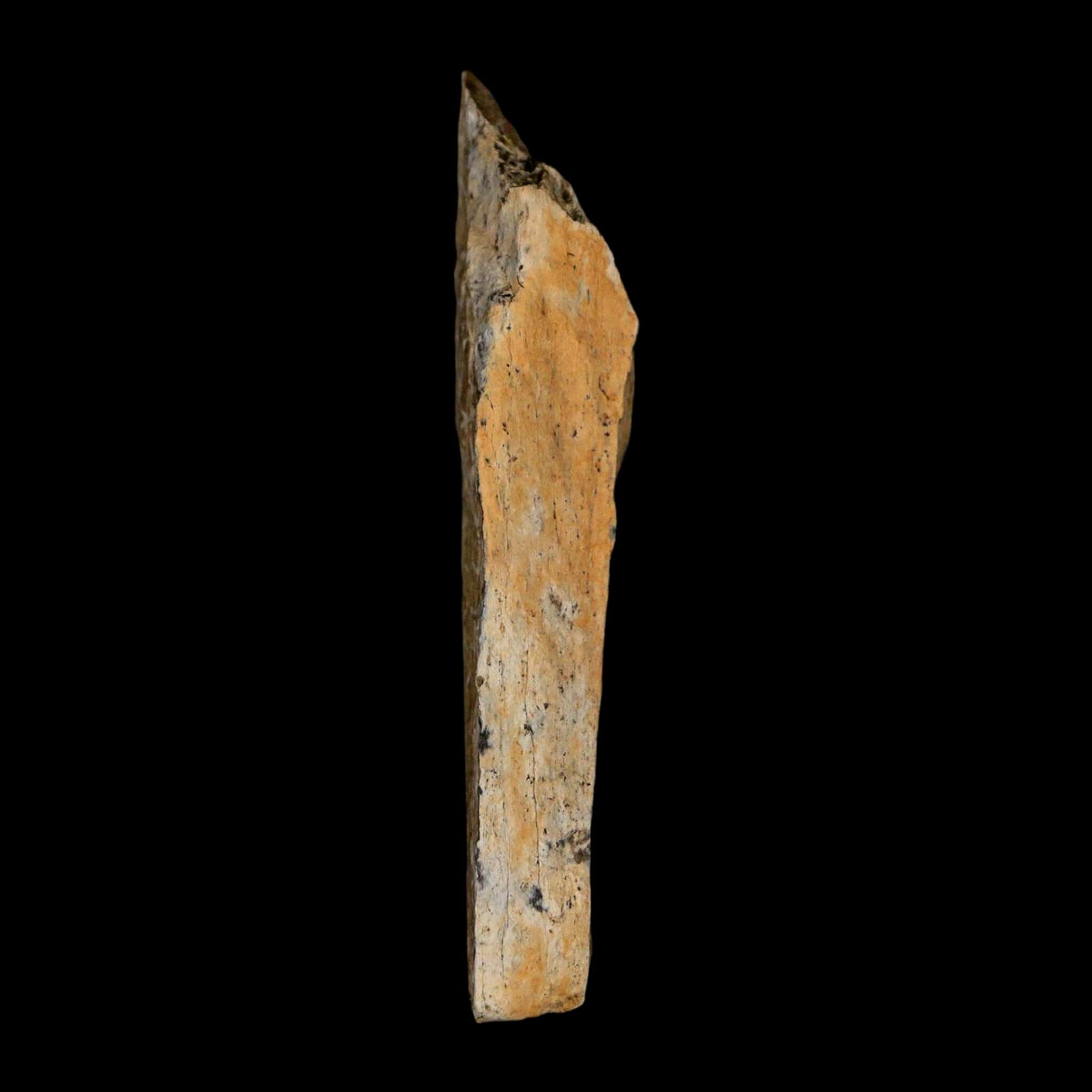 Authentic Tyrannosaurus Rex Fossil Bone - Lance Creek Formation, Wyoming - COA Included | Rare Dinosaur Fossil for Collectors, Museum Display & Educational Use