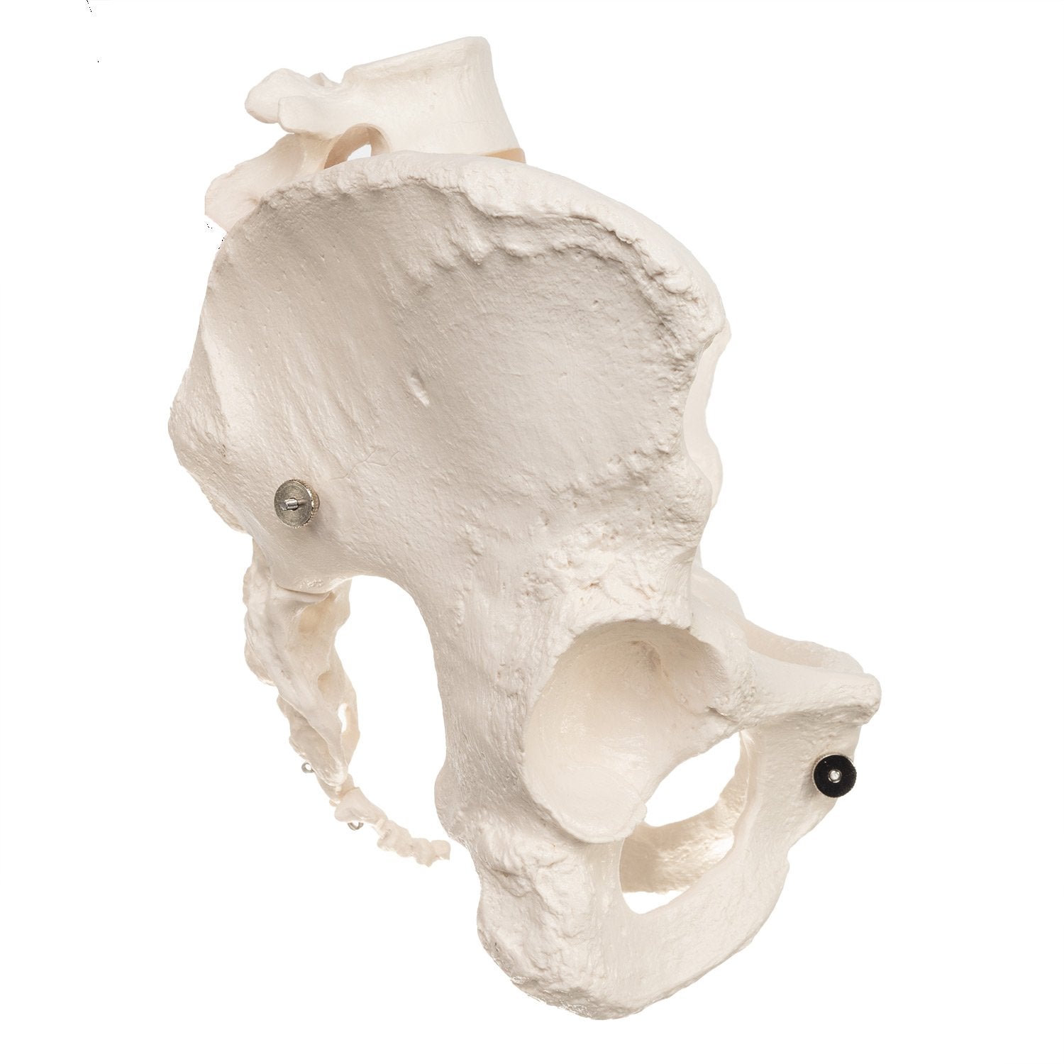 Authentic Female Human Pelvis Replica - High-Quality Anatomical Model for Medical Education, Study & Display