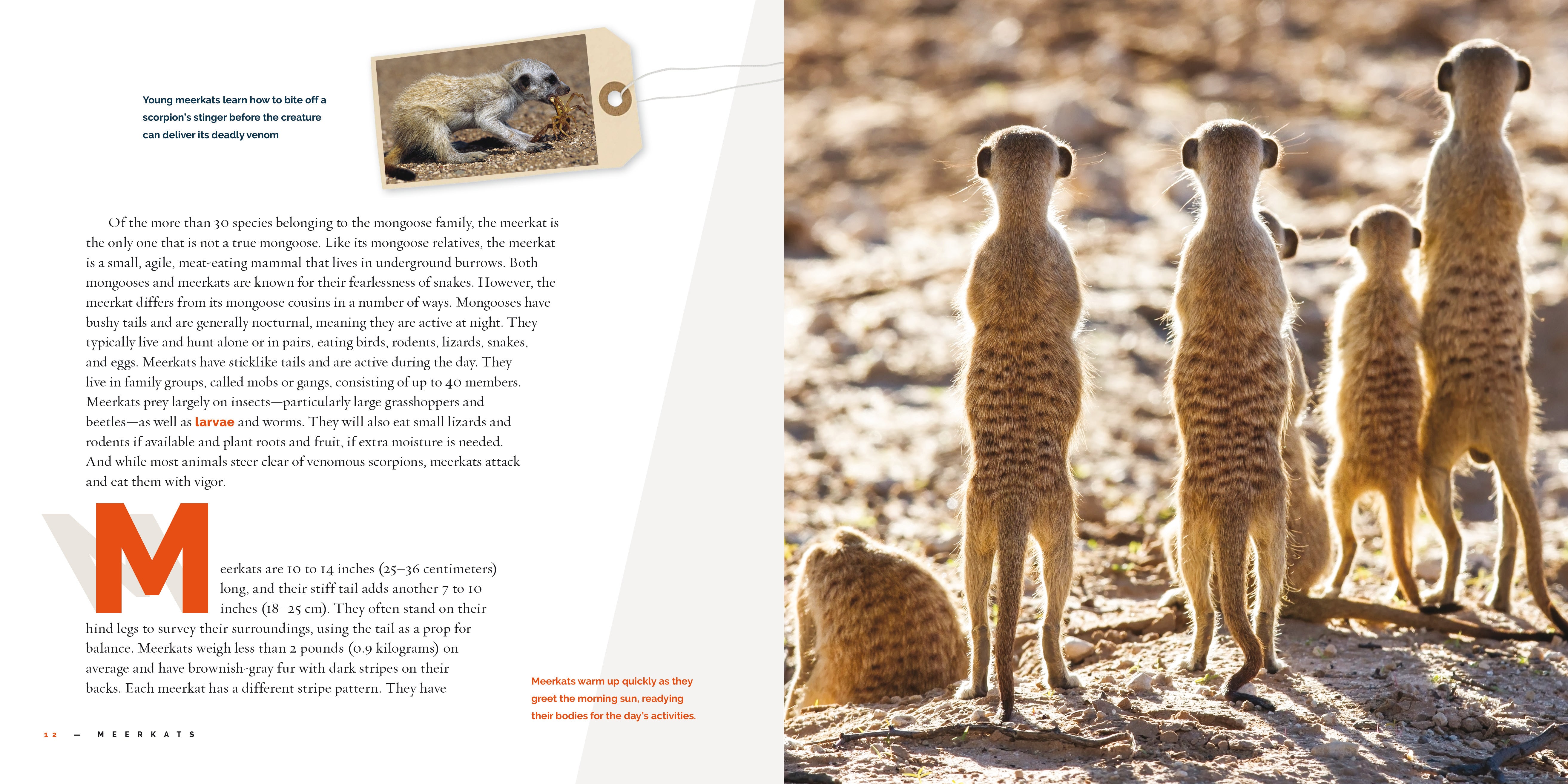 Meerkats Book 9781640267930 - Wildlife Animal Facts & Photos for Kids, Adults - Perfect for Learning, Gifts & Classroom Use