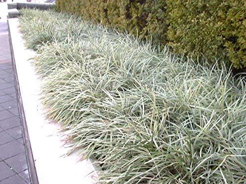 40 Live Aztec Grass Plants - Variegated Liriope (Ophiopogon Intermedius Argenteomarginatus) - Perfect for Landscaping, Ground Cover & Garden Borders