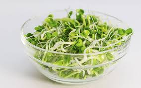 Organic Alfalfa Seeds - Non-GMO, 100g or 600g Pack - Perfect for Sprouting, Gardening & Healthy Eating